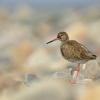 Vodous rudonohy - Tringa totanus - Common Redshank 6182